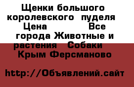 Щенки большого (королевского) пуделя › Цена ­ 25 000 - Все города Животные и растения » Собаки   . Крым,Ферсманово